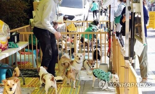 정읍시, 실외서 키우는 개 중성화 수술비 최대 40만원 지원