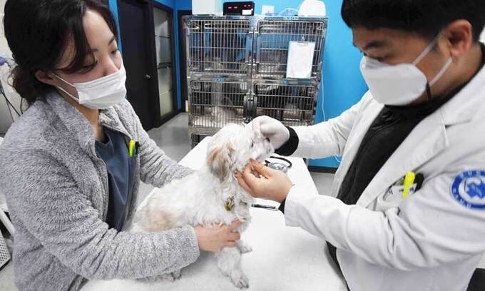 위급한 유기동물 치료해요…중랑구, 24시간 응급병원 운영