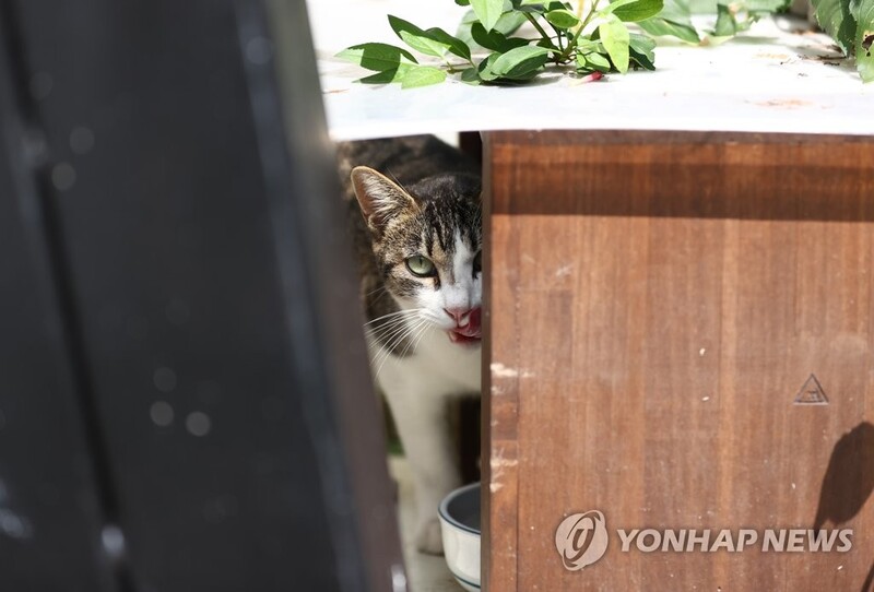 '길냥이' 주민 갈등 그만…"공존하기 위해 급식소 지켜요"