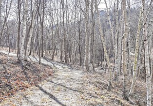 Wonju Seom River Birch Forest opens 4.5 km Dulle-gil