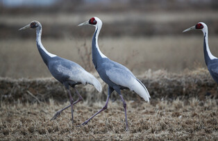 [K-Geography] Red-crowned cranes feeding in rice paddies