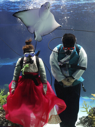 Divers' Aquarium New Year greetings with stingrays