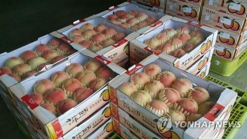 향수옥천 포도·복숭아축제 7월 29∼31일 온·오프라인 병행