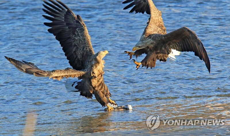 [유형재의 새록새록] "다툼인가, 양보인가" 그들의 수상한 관계