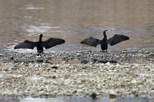 [K-Geography] Cormorants expanding wings