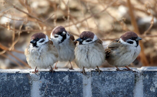 [K-Geography] Sparrows sunbathing