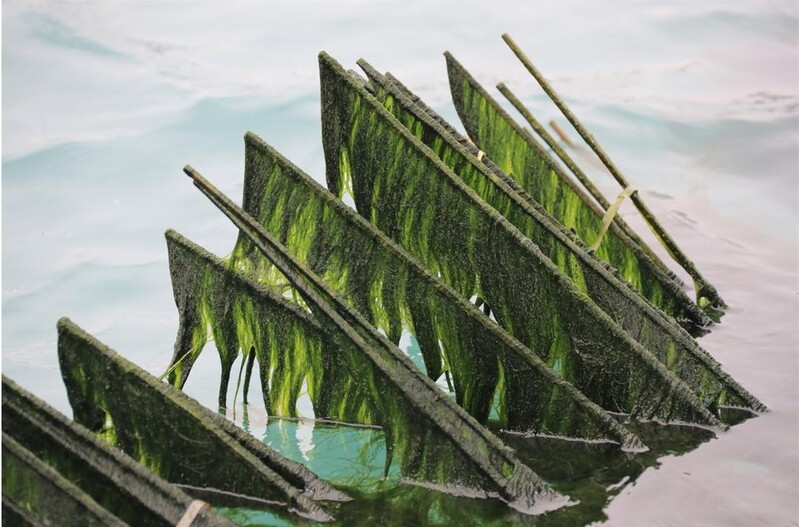 '영양 덩어리·겨울철 별미' 완도 매생이 수확 한창