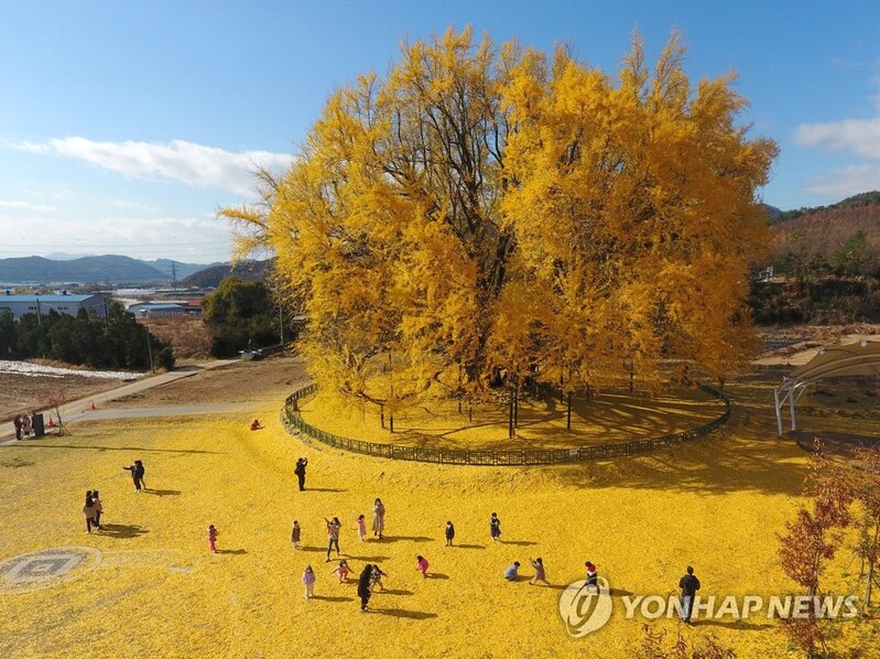 '단풍 명소' 원주 반계리 천연기념물 은행나무 일대 관광지 조성
