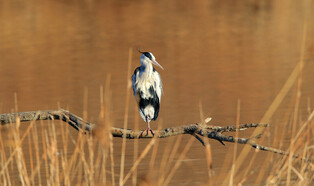 [K-Geography] A heron relaxing