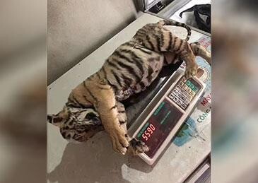 중국서 가짜 호랑이 고기 팔려다 네티즌 신고로 덜미