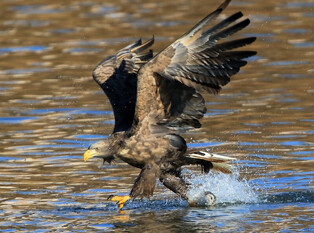 [K-Geography] White-tailed eagle catching fish