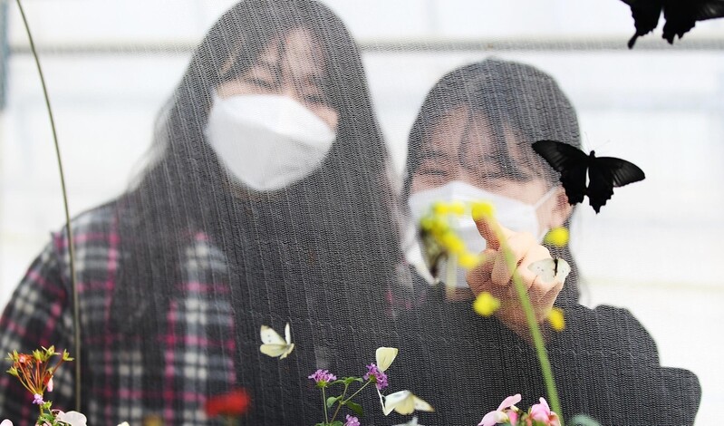 [픽! 함평] 봄을 알리는 나비들의 날갯짓