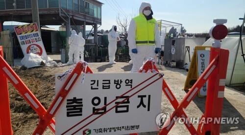 S. Korea slaughters chickens over outbreak of H5N1 avian influenza