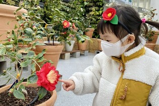 Sejong National Arboretum’s ‘When the Camellia Blooms’ exhibition opens online