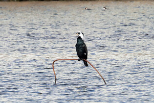 [K-Geography] Cormorant at rest