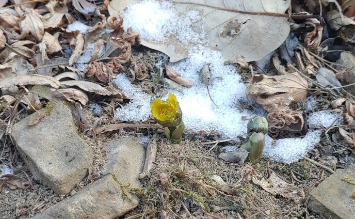 [픽! 청주] 미동산수목원서 꽃망울 터뜨린 복수초