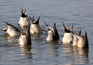 [K-Geography] Northern pintails searching for prey