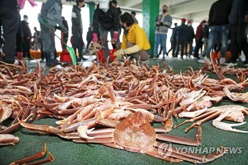 코로나19 여파…울진대게와 붉은대게 축제 3년 연속 취소
