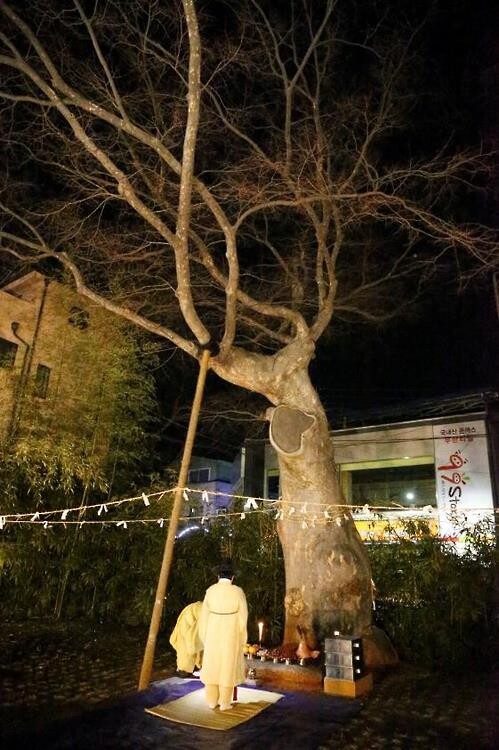 전국 유일 '대보름 안동부 신목 제사' 15일 거행