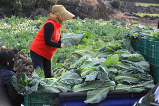 [K-Geography] Harvesting cauliflower