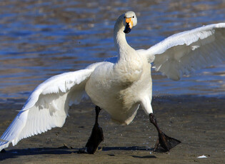 [K-Geography] Whooper swan flapping wings