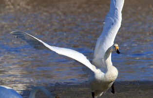 [K-Geography] Whooper swan flapping wings