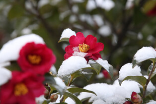 [K-Geography] Camellias in snow