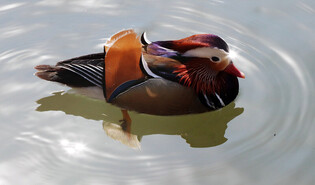 [K-Geography] Swimming Mandarin ducks