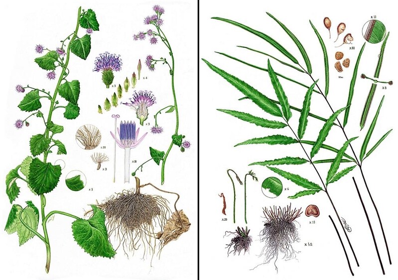 국립수목원, 식물 세밀화 초중고교 순회 전시 추진