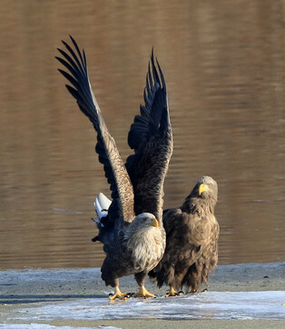 [K-Geography] White-tailed eagles about to fly