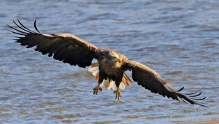 [K-Geography] White-tailed eagle searching for prey