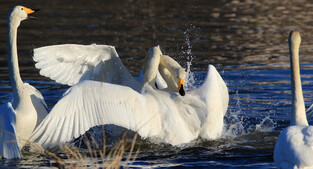[K-Geography] Flock of whopper swans fighting with another famiky