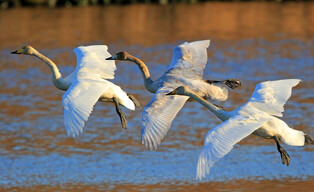 [K-Geography] Whooper swans landing on