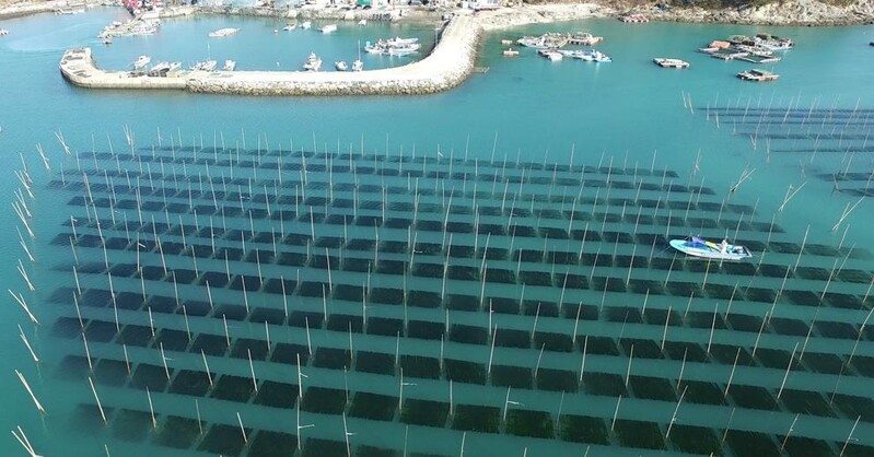 "면역력 떨어지기 쉬운 겨울, 완도 해조류로 건강 밥상을"