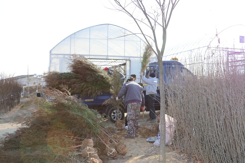 식목철 유실수 가격 '껑충'…작년 한파에 묘목 얼어죽어