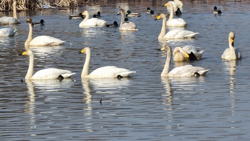 [당진소식] "합덕제 큰고니 보러 오세요"
