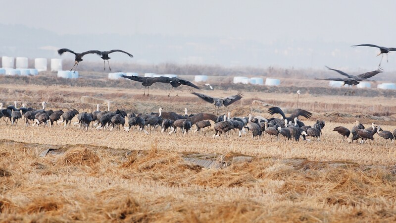 서산시, 내달 천수만서 천연기념물 흑두루미 탐조투어 진행