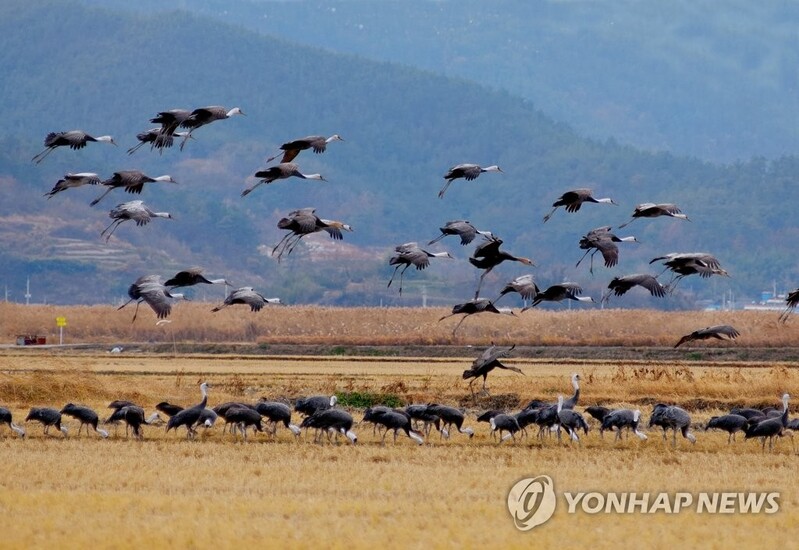 순천만 습지서 26일 '흑두루미의 날' 기념행사 개최