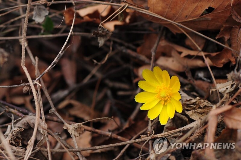 노란 복수초 경주국립공원서 활짝…추운 날씨에 일주일 늦어