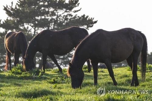 괴산, 말 산업 메카로 뜬다…관광·경제활성화 도모