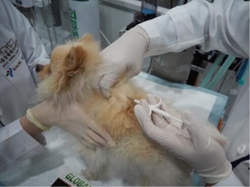 서울시, 올해 반려견 2만마리에 내장형 동물등록 비용 지원