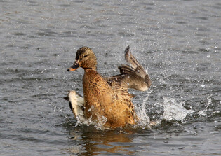 [K-Geography] Mallards having bath