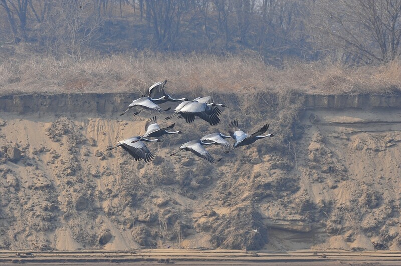멸종위기종 두루미, 3년 만에 대구 달성습지 찾아
