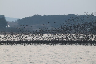 [K-Geography] Baikal teals dancing in group