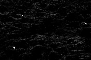 [K-Geography] Egrets resting in pine tree
