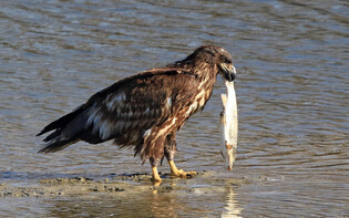 [K-Geography] White-tailed eagle ready to return home