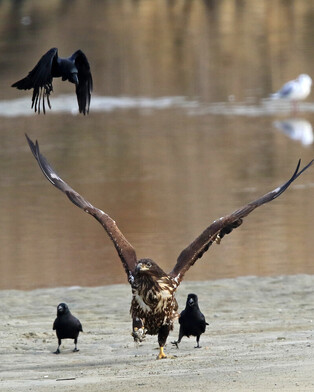 [K-Geography] White-tailed eagle ready to return home
