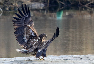 [K-Geography] White-tailed eagle ready to return home
