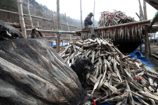 [K-Geography] Drying Pollock for 'hwangtae'