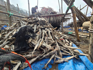 [K-Geography] Drying Pollock for 'hwangtae'
